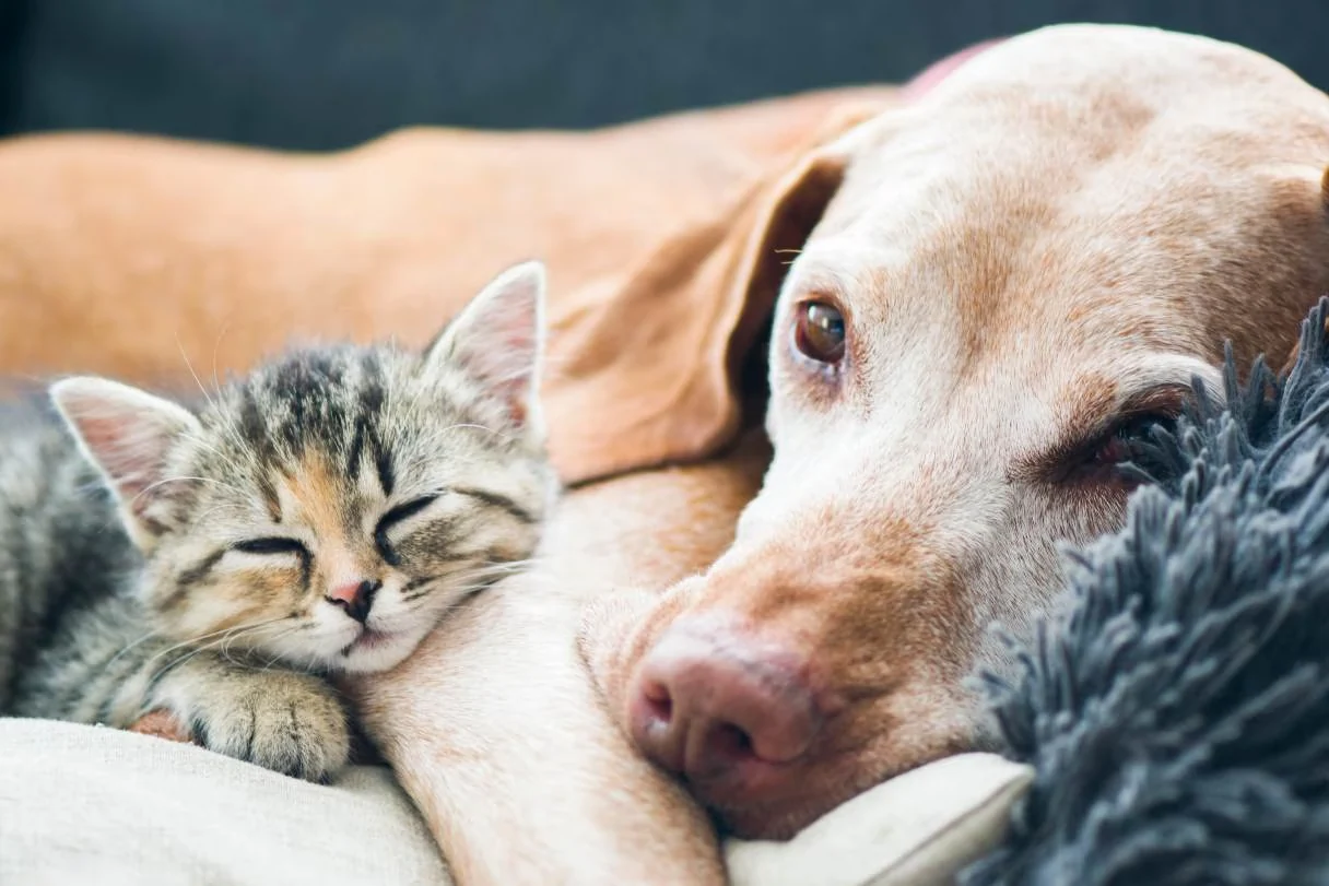 How Machinery Innovations Are Improving Comfort Care Tips for Dying Pets